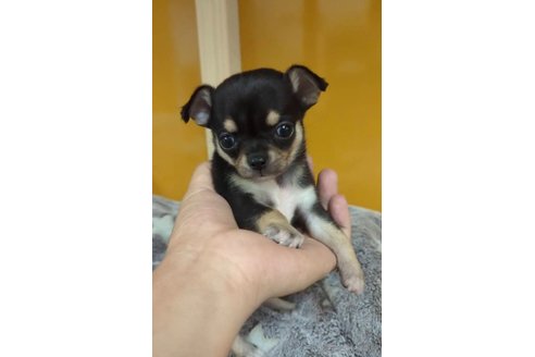 成約済の福岡県のチワワ(スムースコート)-269407の4枚目