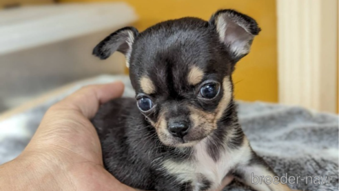 成約済の福岡県のチワワ(スムースコート)-269407