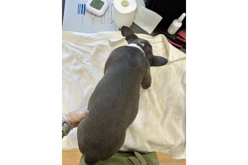 成約済の千葉県のアメリカンブリー-264717の11枚目