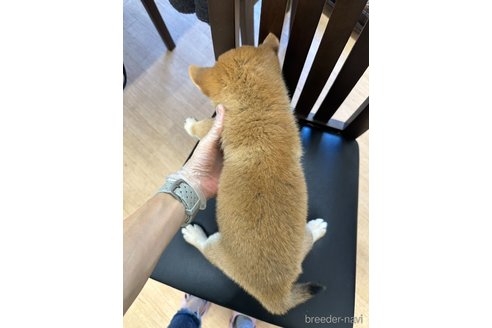 成約済の千葉県の柴犬-264464の20枚目