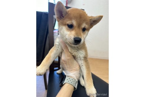 成約済の千葉県の柴犬-264464の18枚目