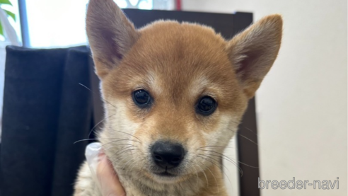 成約済の千葉県の柴犬-264464の16枚目