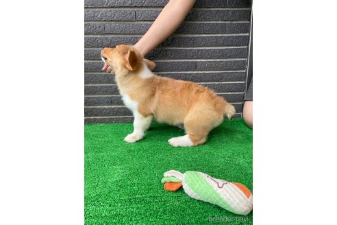 成約済の沖縄県のミックス犬-269042の3枚目