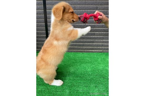 成約済の沖縄県のミックス犬-269042の4枚目