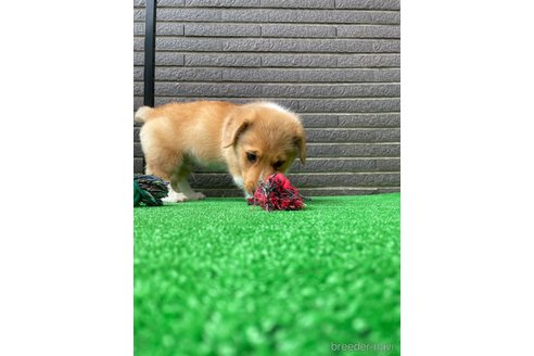 成約済の沖縄県のミックス犬-269042の5枚目