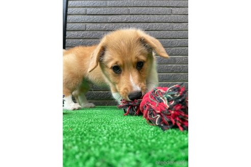 成約済の沖縄県のミックス犬-269042の7枚目