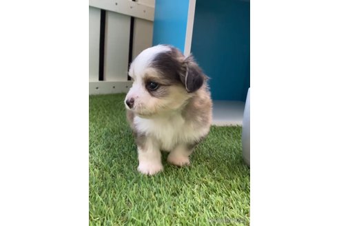 成約済の福岡県のチワマル:チワワ×マルチーズ-268564の9枚目