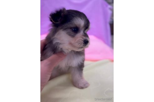 成約済の福岡県のチワマル:チワワ×マルチーズ-268348の3枚目