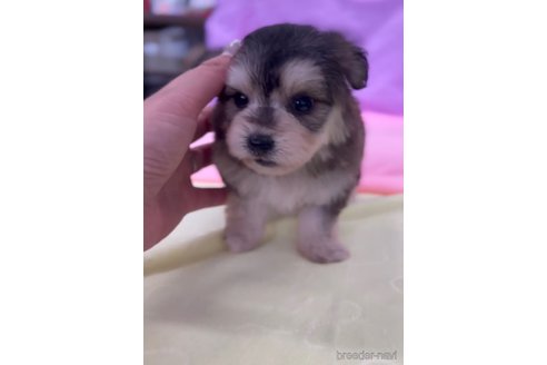 成約済の福岡県のチワマル:チワワ×マルチーズ-268348の4枚目