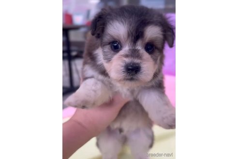 成約済の福岡県のチワマル:チワワ×マルチーズ-268348の5枚目