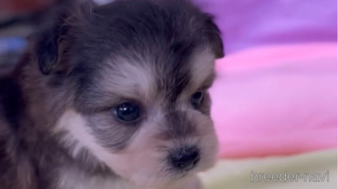 成約済の福岡県のチワマル:チワワ×マルチーズ-268348の2枚目