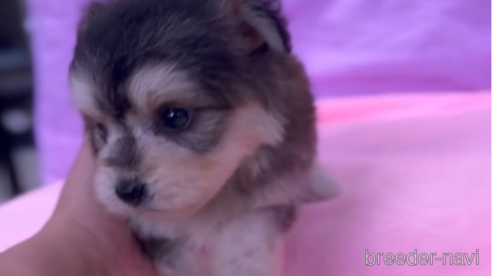 成約済の福岡県のチワマル:チワワ×マルチーズ-268348