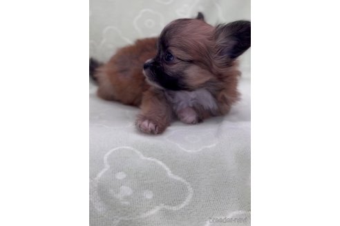 成約済の福岡県のミックス犬-265588の6枚目