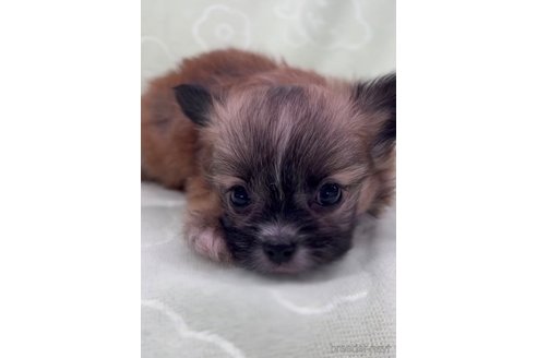 成約済の福岡県のミックス犬-265588の7枚目