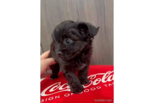 成約済の福岡県のチワプー:チワワ×トイプードル-266452の13枚目