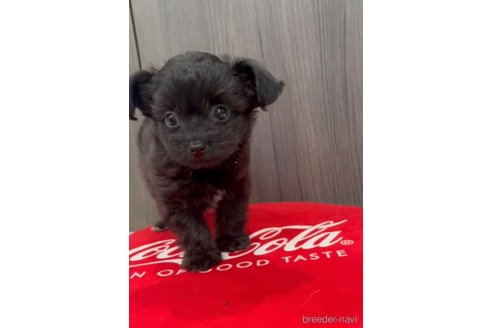 成約済の福岡県のチワプー:チワワ×トイプードル-266452の11枚目