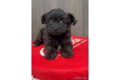 成約済の福岡県のチワプー:チワワ×トイプードル-266452の12枚目