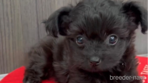 成約済の福岡県のチワプー:チワワ×トイプードル-266452の10枚目