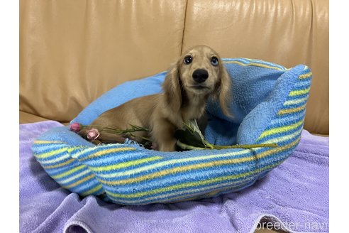 成約済の栃木県のミニチュアダックスフンド(ロングヘアード)-255576の2枚目