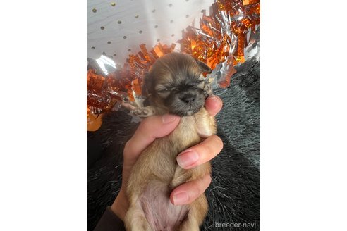 成約済の神奈川県のチワックス:チワワ×ミニチュアダックスフンド-269509の5枚目