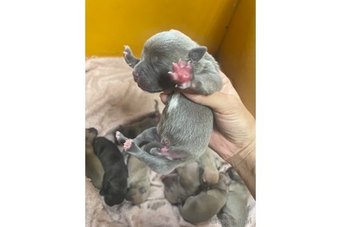 成約済の佐賀県のアメリカンピットブルテリア-269555の2枚目