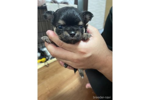 成約済の福岡県のチワワ(ロングコート)-266165の14枚目