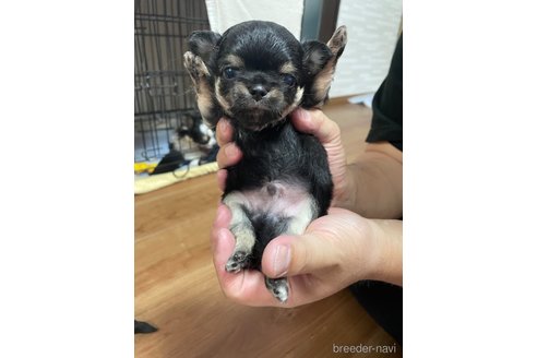 成約済の福岡県のチワワ(ロングコート)-266165の12枚目