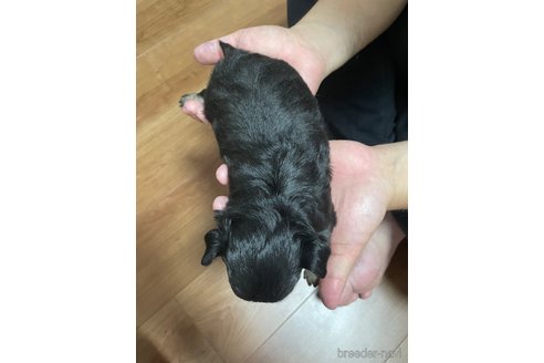 成約済の福岡県のチワワ(ロングコート)-266164の17枚目