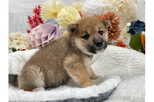 成約済の京都府の柴犬-269568の2枚目