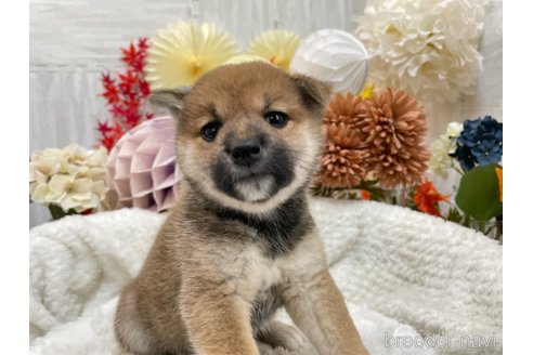 成約済の京都府の柴犬-269568の3枚目