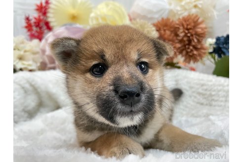 成約済の京都府の柴犬-269568の4枚目