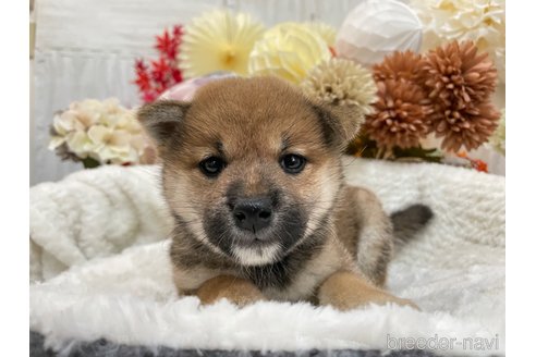 成約済の京都府の柴犬-269568の5枚目