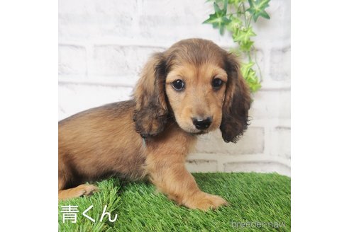 成約済の埼玉県のミニチュアダックスフンド(ロングヘアード)-267513の6枚目