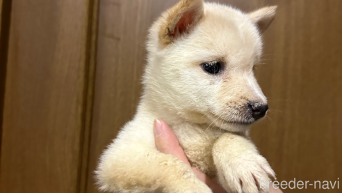 成約済の熊本県の豆柴-266018の4枚目