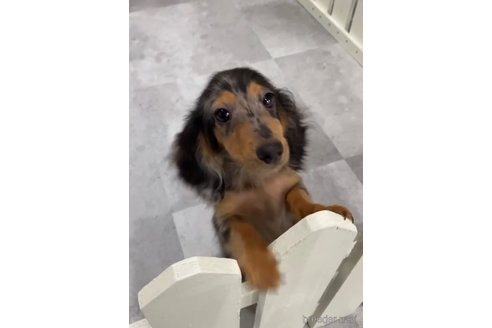 成約済の福岡県のカニンヘンダックスフンド(ロングヘアード)-253038の2枚目