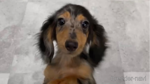 成約済の福岡県のカニンヘンダックスフンド(ロングヘアード)-253038の1枚目