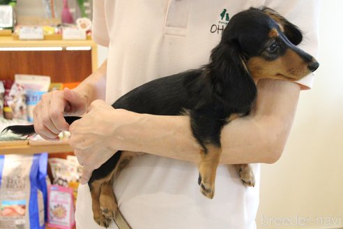 成約済の愛知県のカニンヘンダックスフンド(ロングヘアード)-248570の31枚目