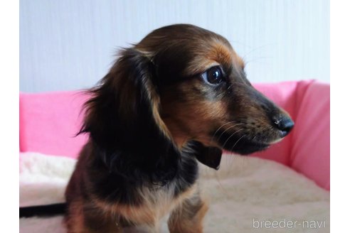 成約済の茨城県のカニンヘンダックスフンド(ロングヘアード)-269687の5枚目