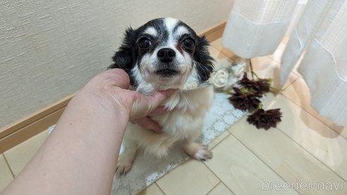 成約済の広島県のチワワ(ロングコート)-269781