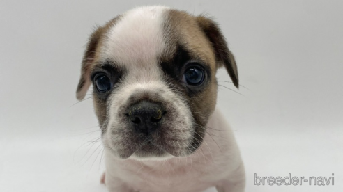 成約済の愛知県のフレンチブルドッグ-269821の7枚目