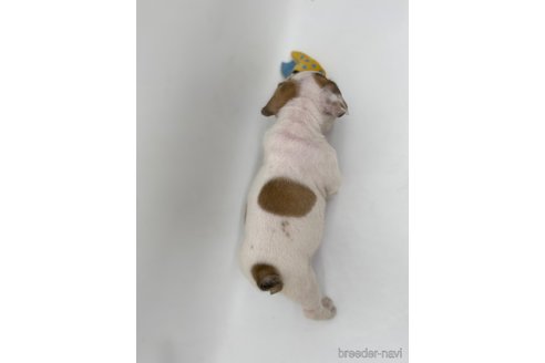 成約済の愛知県のフレンチブルドッグ-269821の2枚目