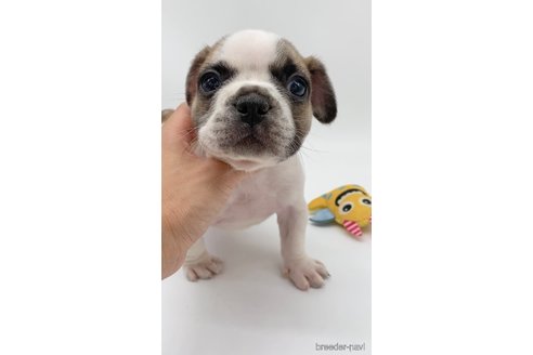 成約済の愛知県のフレンチブルドッグ-269821の1枚目