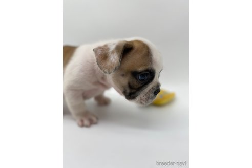 成約済の愛知県のフレンチブルドッグ-269821の3枚目