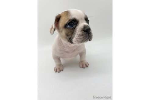 成約済の愛知県のフレンチブルドッグ-269821の5枚目