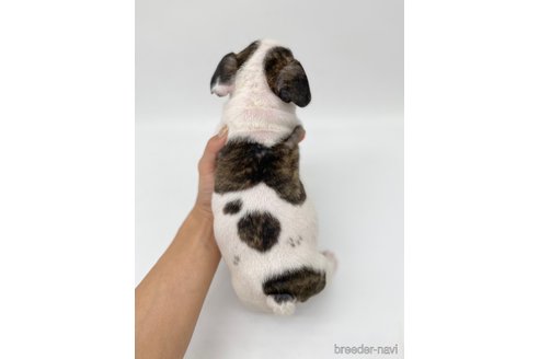 成約済の愛知県のフレンチブルドッグ-269822の5枚目