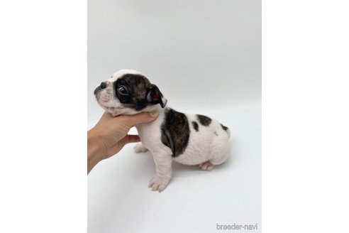 成約済の愛知県のフレンチブルドッグ-269822の6枚目