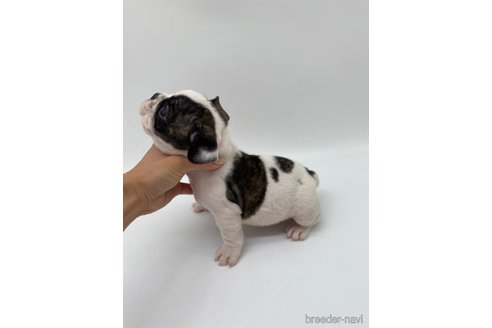 成約済の愛知県のフレンチブルドッグ-269822の7枚目