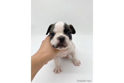 成約済の愛知県のフレンチブルドッグ-269822の8枚目