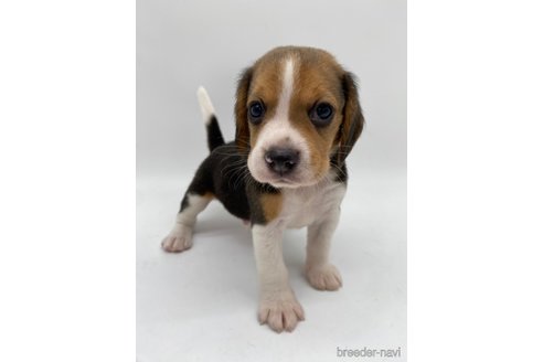 成約済の愛知県のビーグル-269845の6枚目