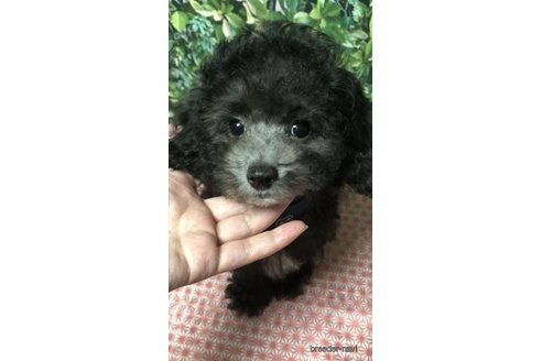 販売中の愛媛県のトイプードル-267559